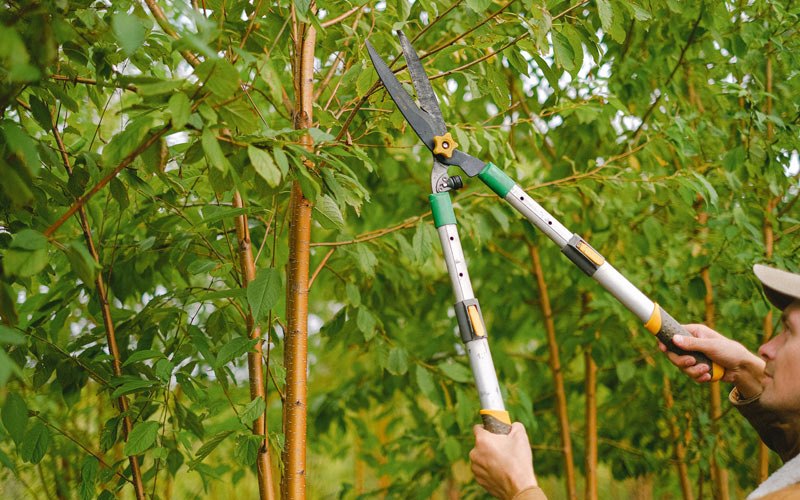 Tree trimming in Harcourt, IA