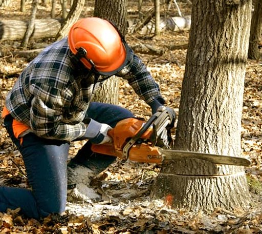 Tree Removal in Harcourt, IA